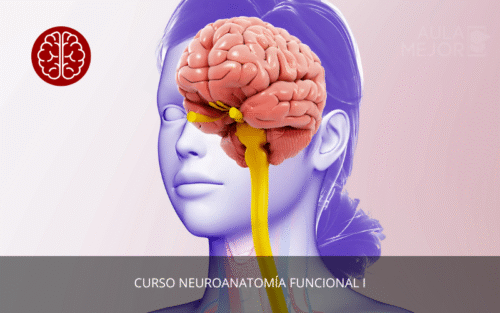 Neuroanatomía Funcional I
