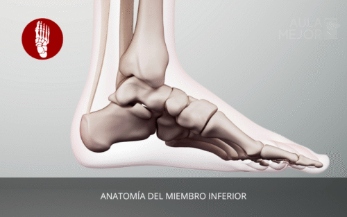 Anatomía del Miembro Inferior
