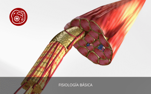 Fisiología Básica