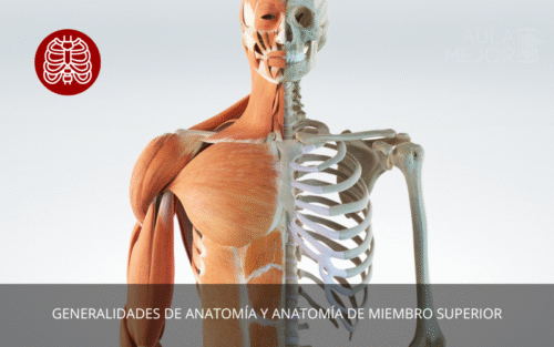 Generalidades de Anatomía y Anatomía de Miembro Superior