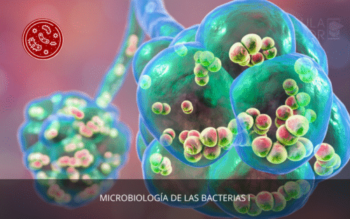 Microbiología I (Bacterias)