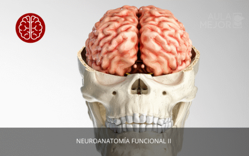 Neuroanatomía Funcional II