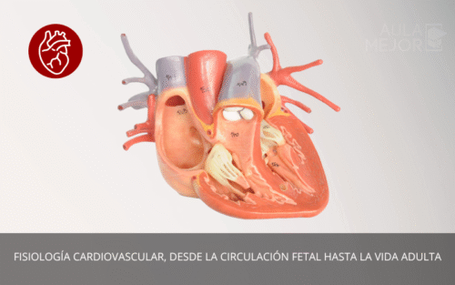 Fisiología Cardiovascular, desde la Circulación Fetal Hasta la Vida Adulta