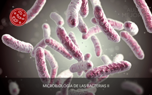 Microbiología II (Bacterias)