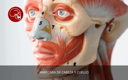 Anatomía de Cabeza y Cuello