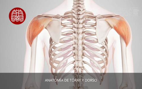 Anatomía de Tórax y Dorso