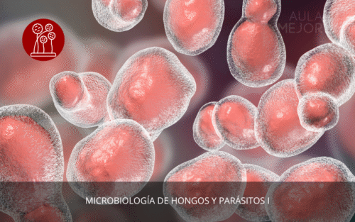 Microbiología de Hongos y Parásitos I