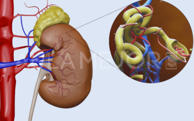 Cómo la Enfermedad Renal Crónica Progresa: Factores y Estrategias de Manejo