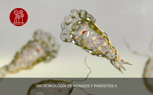 Microbiología de Hongos y Parásitos II
