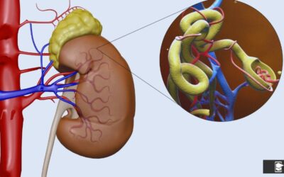 Cómo la Enfermedad Renal Crónica Progresa: Factores y Estrategias de Manejo