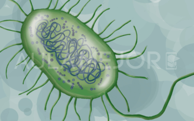 Bacterias: clasificación, estructura y su importancia en la salud