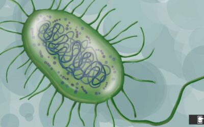 Bacterias: clasificación, estructura y su importancia en la salud